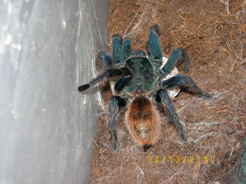 Adult female GBB with eggsac 9/14/10