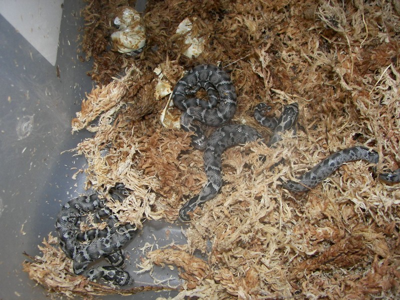Hognose neonates