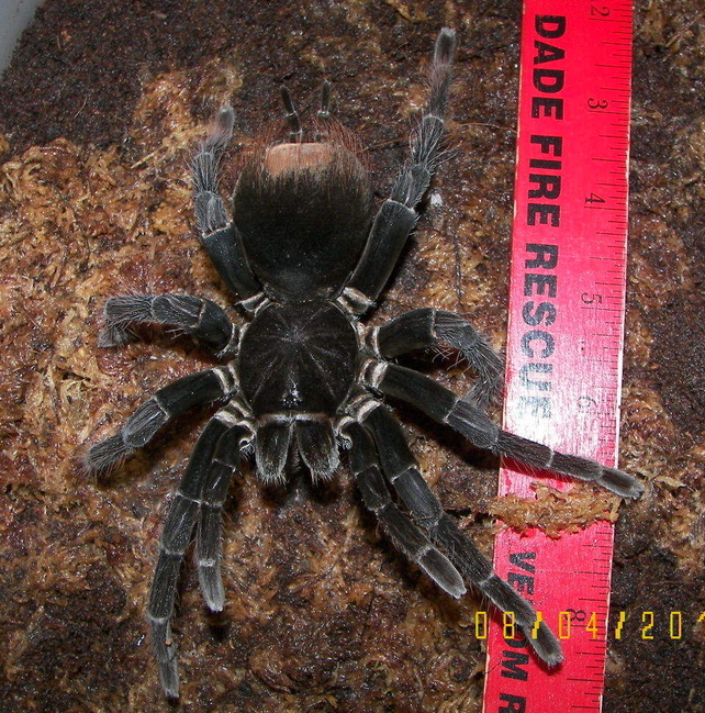 Antinuous 7"+ Female