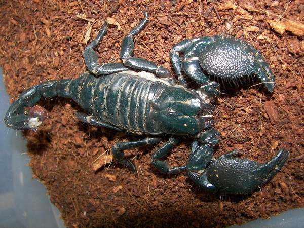 Adult Female Emperor