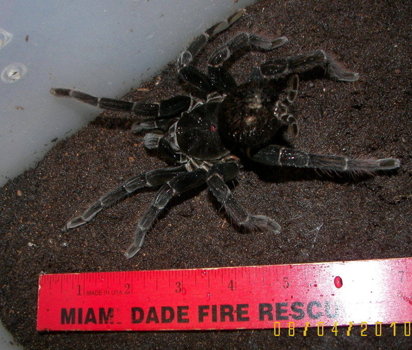 Antinuous Female For Sale