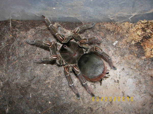 T. Blondi Female 2