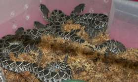 last years eastern clutch