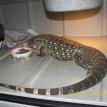 lg female black and white tegu